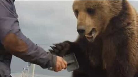 Fyr børster rastløs bjørn