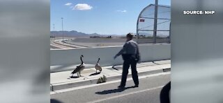 Las Vegas traffic stopped to help geese cross a highway