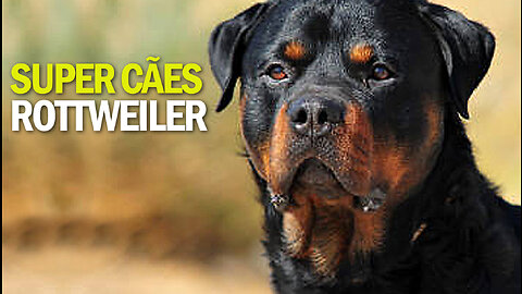 Super Cães | Rottweiler | JV Jornalismo Verdade