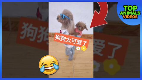 Short funny animal videos 2021 hot sale