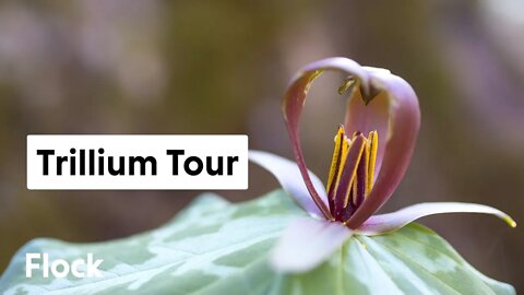 TRILLIUM TOUR at Mt. Cuba Center — Ep. 090