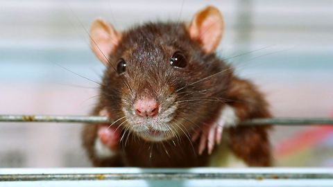 Rat Detectives Sniff Out Crime