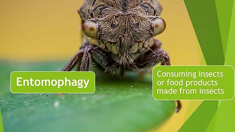 Entomophagy & GMO's