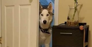 Dog complains for not being allowed in room