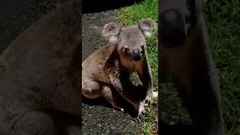 KOALA 🇦🇺🇦🇺🇦🇺