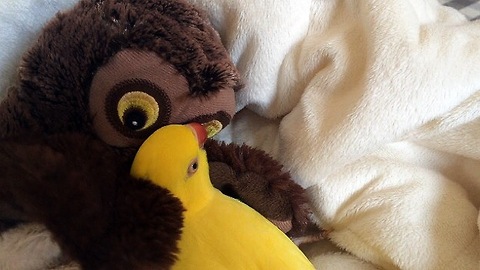 Parrot preciously snuggles with toy owl