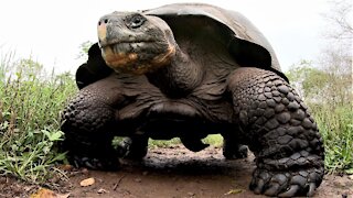 Giant Galapagos Tortoise runs over camera left on the trail