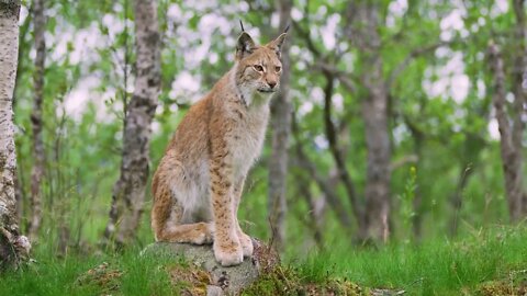 Full body portrait of european lynx sitting in the forest