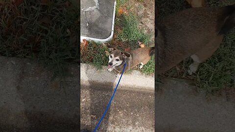 Ray really wants to walk