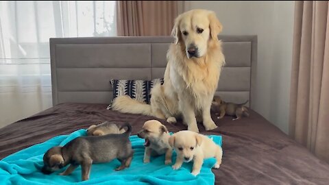 Adorable Golden Retriever Reaction to 5 Puppies