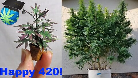 Growing Dwarfs & Giants 2023 - Ep 1 - Happy 420 !!