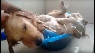 Ce chien fait la sieste pendant son bain