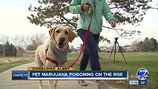 Local veterinarians warn pet owners about growing number of pets poisoned by THC