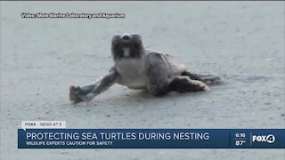 Sea turtle nesting season