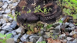 Rattlesnake in the road.