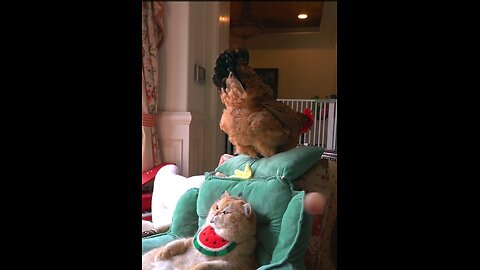 Funny chicken & cat 😺 | cute animals
