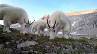 Cabras dão "Bom dia" a explorador em um parque florestal em Montana