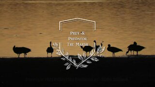 The Marsh - Prey and Predator