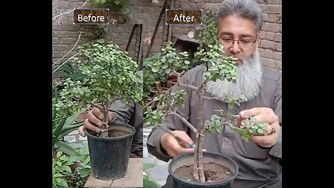 How to Make Bonsai Tree Form Jade Plant