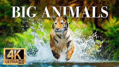 Большие животные 4k - Замечательный фильм о дикой природе с успокаивающей музыкой