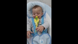 Cute Baby Boy First Touches The Parrot