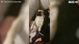 Pug dorme de olhos abertos