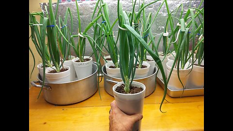 Planting Ailsa Craig Onion Plants Outside 3/12/24