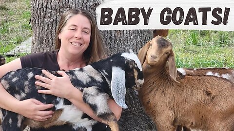 Meet Our New Baby Goat Kids | Kidding Season 2023 (Part 1)