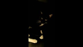 My cute kitty (my first video)