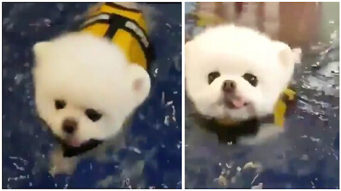 Adorable puppy has his first swimming lesson