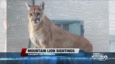 Mountain lion sighting caught on camera