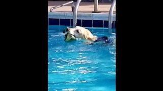 Beach Boys and RILEY Go Swimming