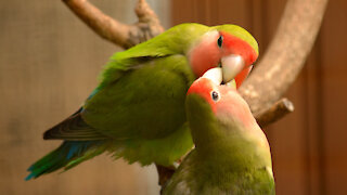 Love birds enjoy