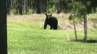 Black bear seen roaming in new Fort Myers community