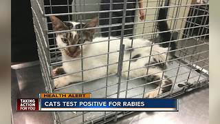 Cat tests positive for rabies in Plant City