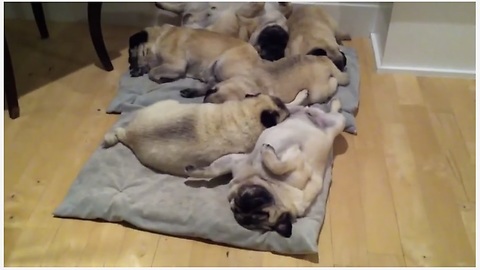 Adorable Pile Of Dreaming Pugs Snoring Their Life Away