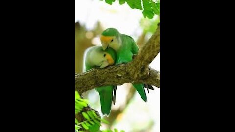 Parrots that live in love