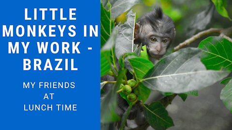 little monkeys in my work - Brazil