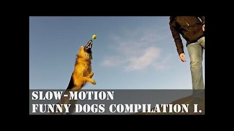 Slow-Motion Funny Dogs