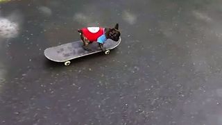 The Most Talented Puppy Skateboarder