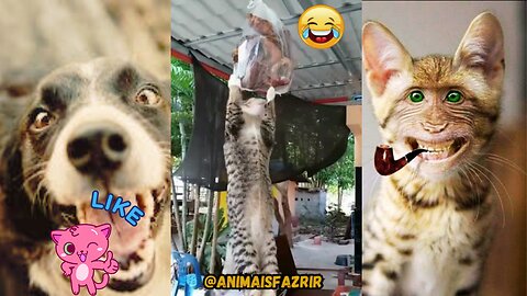 animais engraçados, videos de animais engraçados e fofos