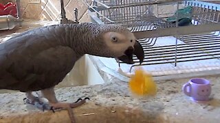 Tidy parrot tosses his toys one by one