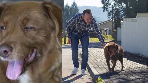 Bobi, world’s oldest dog, dies at 31 years old