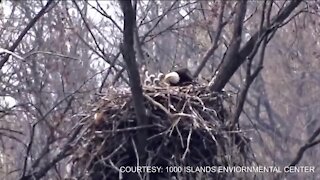 Bald eaglets hatch at 1000 Islands Conservancy Zone