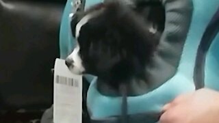 Cannoli the aussie unboxes her backpack