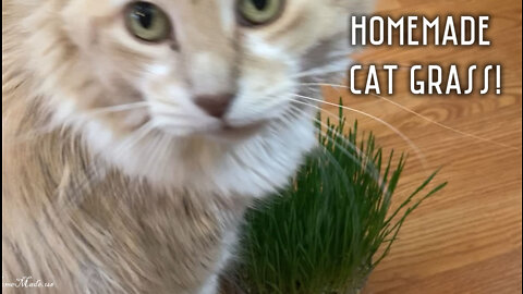 Homemade Organic Cat Grass