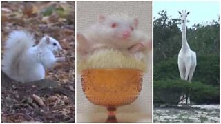 Albino animals: a rare and exotic beauty