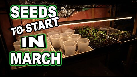 Garden Seed Starting & Indoor Grow Area #seedstarting #IndoorGardening #Tomatoes #SpringGardening