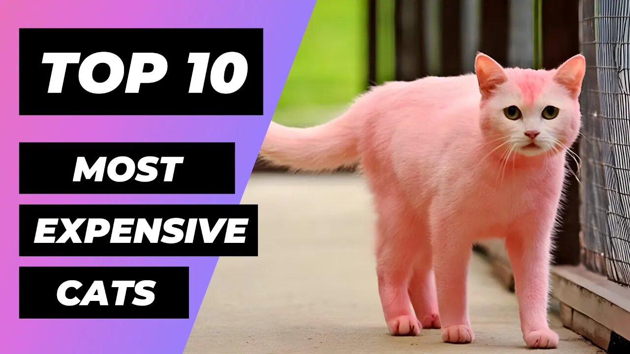 TOP 10 Most EXPENSIVE CATS In The World 1 Minute Animals