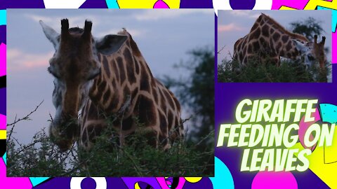 Giraffe feeding on leaves